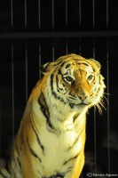 /album/animaux/fauves-8-jpg/